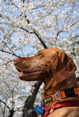 100th anniversary cherry blossoms