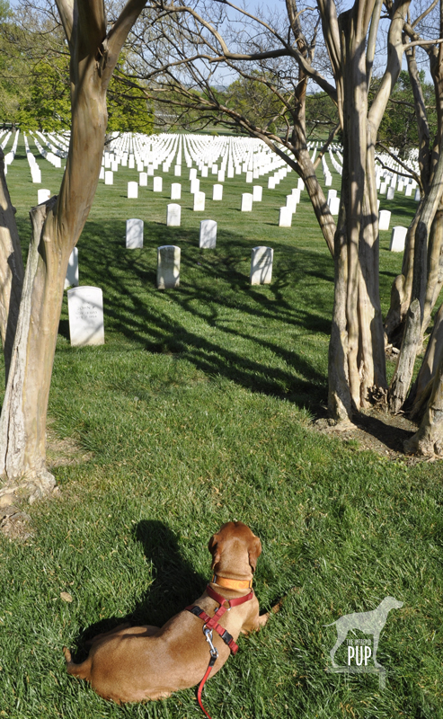 Arlington National Cemetery