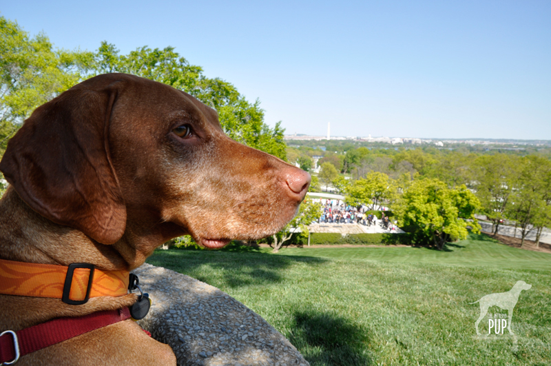 Tavish at Arlington National Cemetery