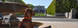 Tavish at Arlington National Cemetery - Tomb of the Unknowns