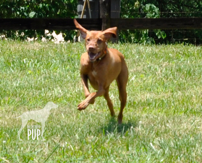 One excited Intrepid Pup