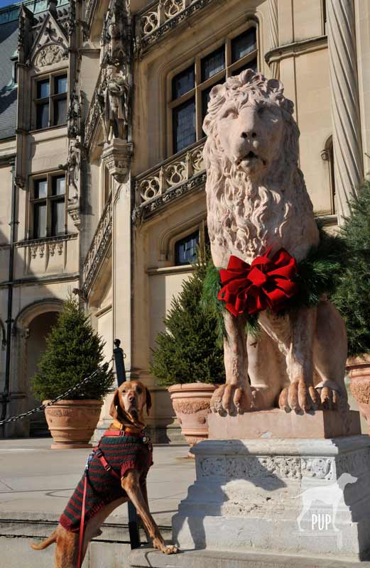 Tavish and the Biltmore lion