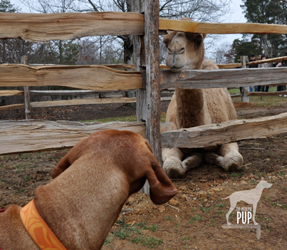 Tavish with Aladdin the Christmas Camel at Mount Vernon