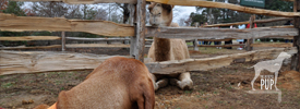 Tavish with Aladdin the Christmas camel at Mount Vernon