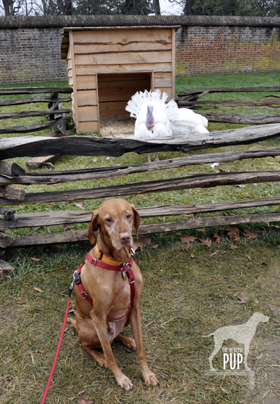 Tavish with Cobbler and Gobbler