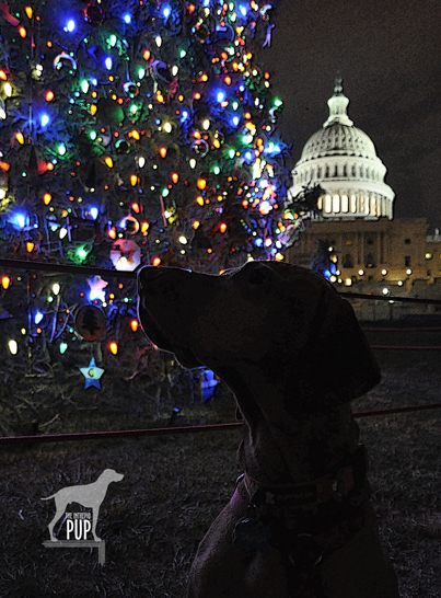 Tavish with the 2012 Capitol tree