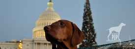 Tavish with the 2011 Capitol tree