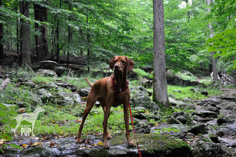 Catoctin Mountain Park