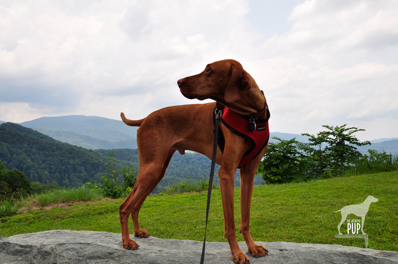 Cherohala Skyway