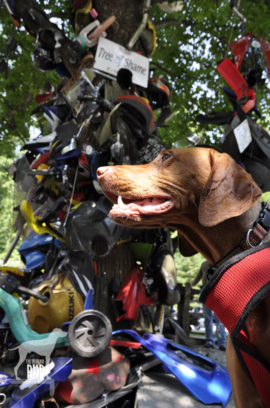 Deal's Gap Motorcycle Resort's Tree of Shame