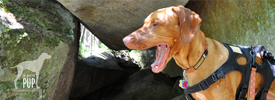 Tavish on the Appalachian Trail at Piazza Rock