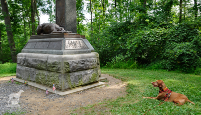 Gettysburg_wolfhound