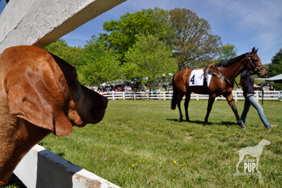 Glenwood_paddock