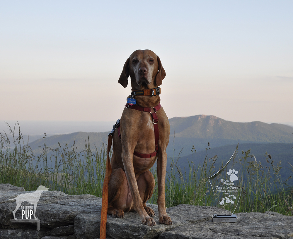 Tavish at Shenandoah National Park