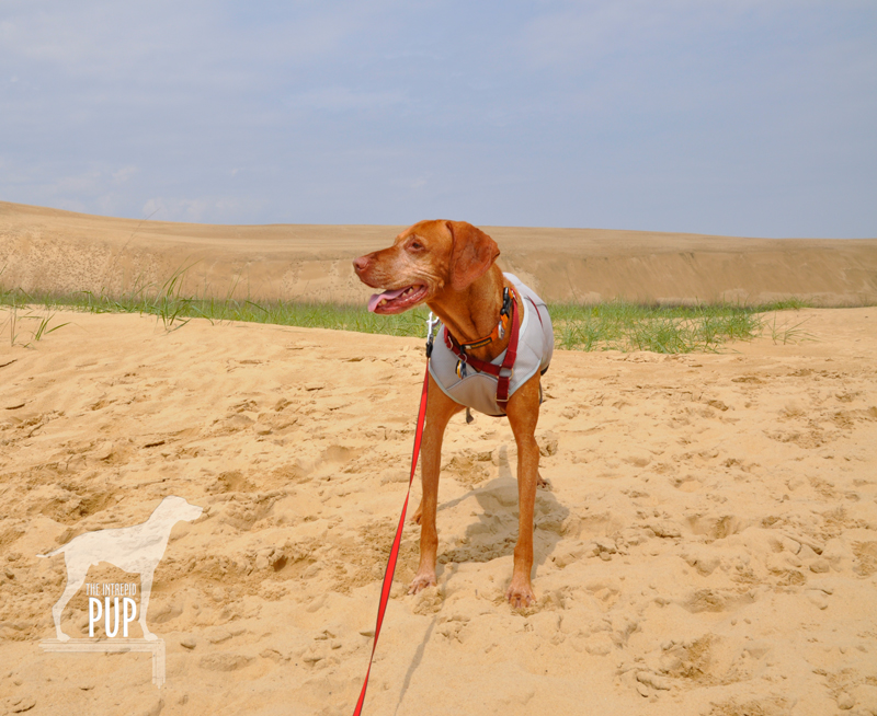 Tavish at Jockey's Ridge