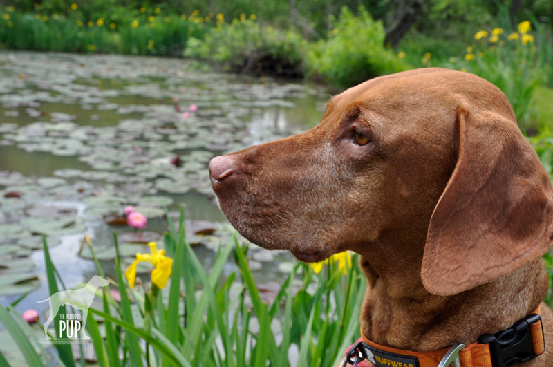 Tavish at Kenilworth Aquatic Gardens