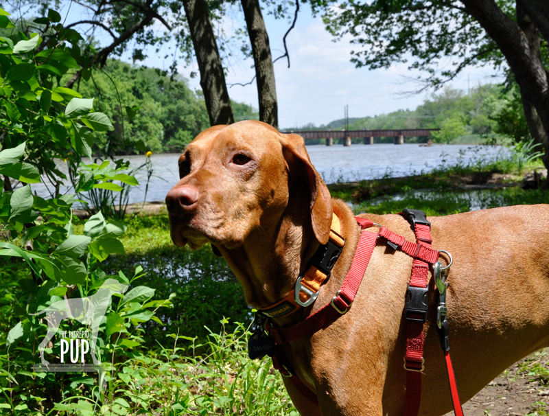 Tavish at Kenilworth Aquatic Gardens