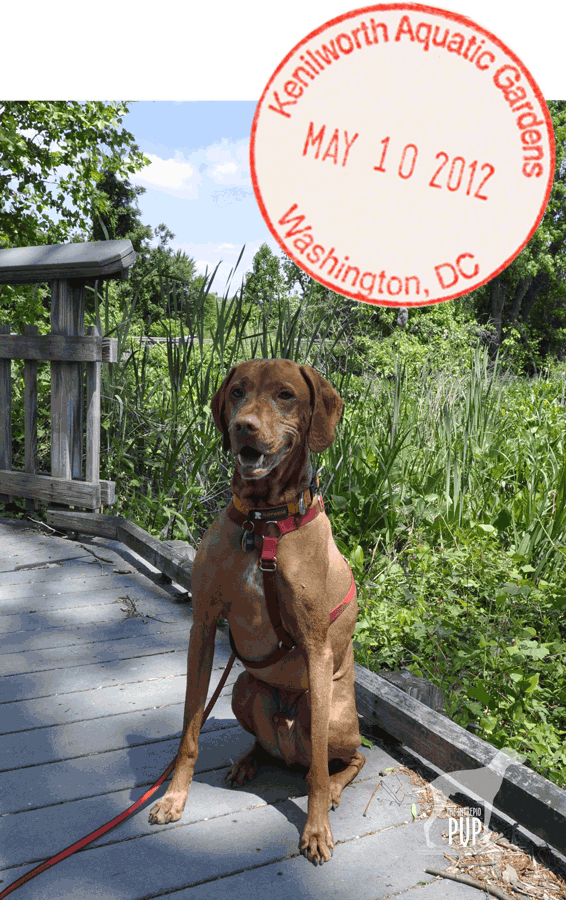 Tavish at Kenilworth Aquatic Gardens