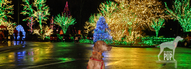 Tavish at the LDS Temple's Festival of Lights