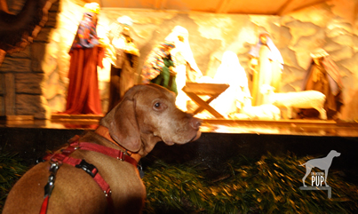 Tavish at the LDS Temple's Festival of Lights