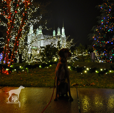 Tavish at the LDS Temple's Festival of Lights