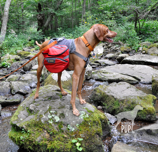 Mill Prong Trail