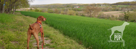 Tavish on the Brooks Hill Loop Trail, Monocacy National Battlefield