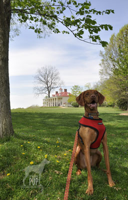 Tavish on lawn of Mount Vernon Tavish at Mount Vernon