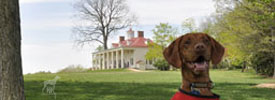 Tavish at Mount Vernon