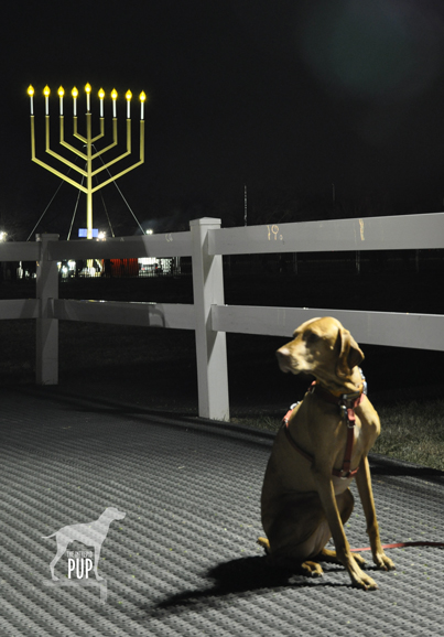 Tavish in President's Park with the 2012 National Menorah