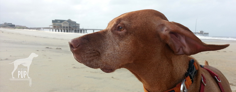 Tavish on the beach by Jennette's Pier