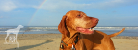 Tavish on the beach at Nags Head