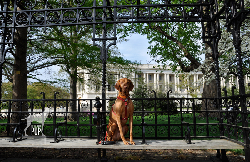 Tavish on Capitol Hill