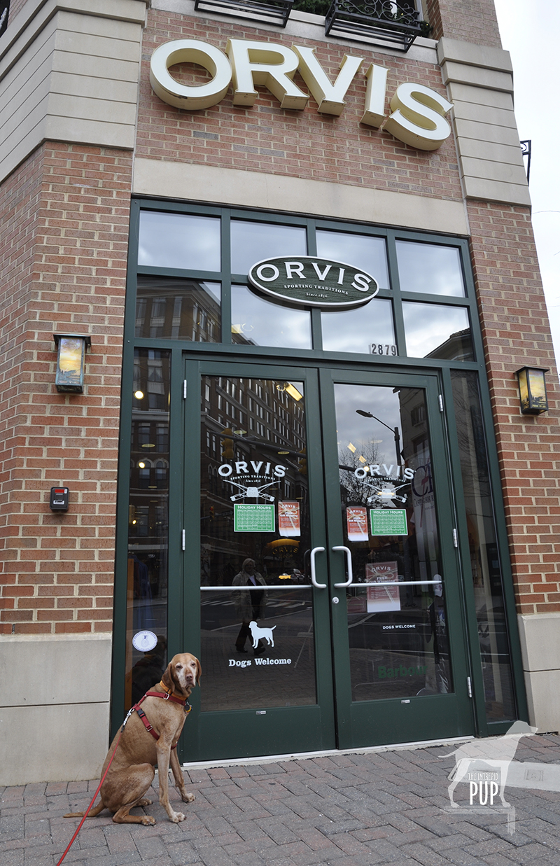 Tavish at Orvis