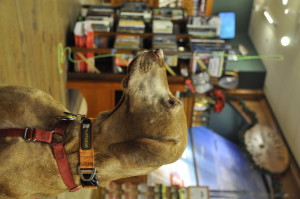 Tavish seated inside Orvis by the books and fly fishing equipment