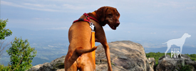 Tavish at Blackrock Peak in Shenandoah National Park