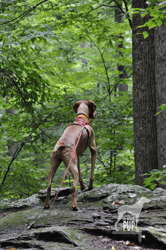 Catoctin Trail