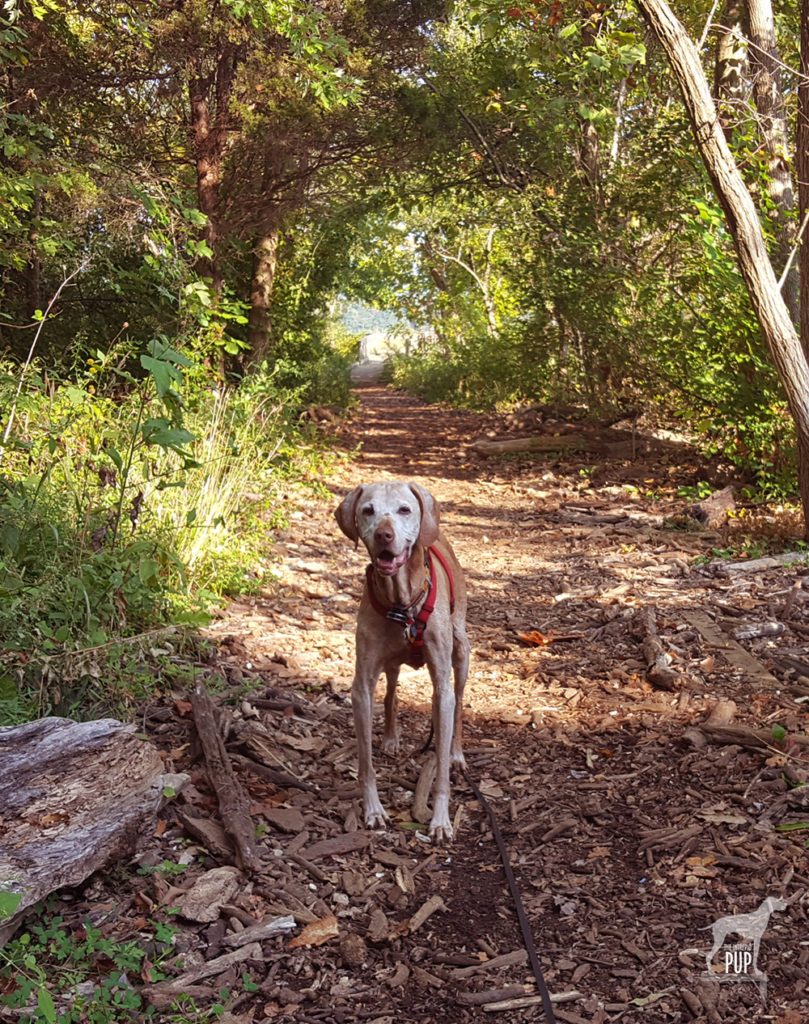 Vizsla on wooded trail