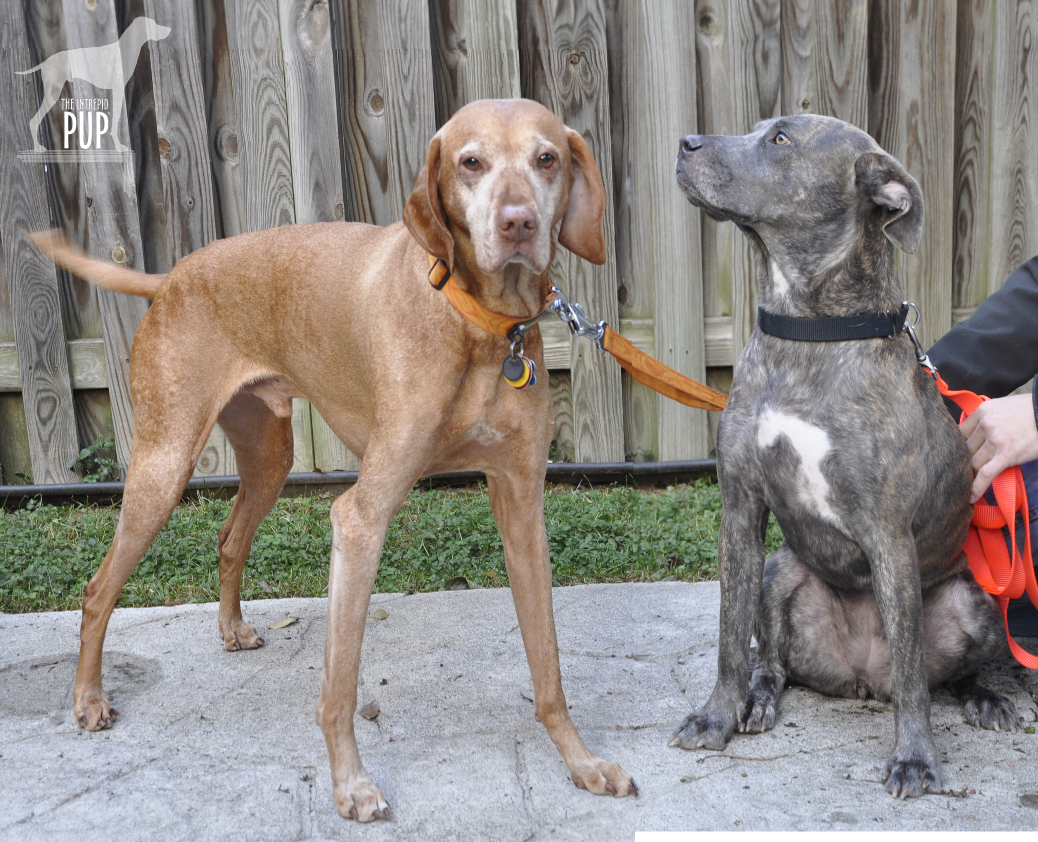 Tavish with Lucky Dog Sasha