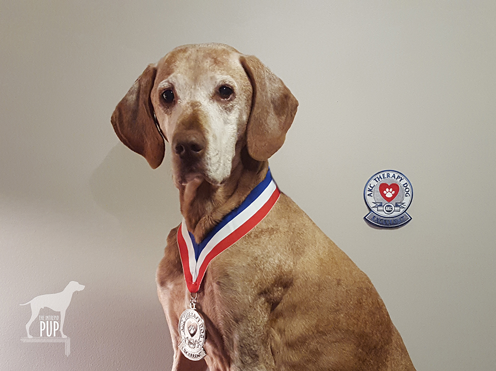 Vizsla dog wearing therapy dog medallion 