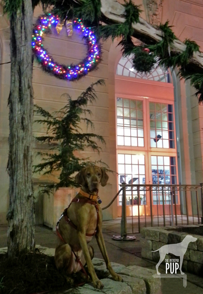 Tavish under the kissing ball at the US Botanic Garden