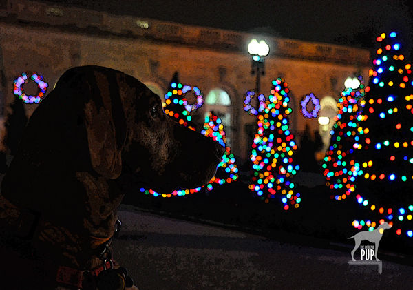 Tavish with the holiday lights at the US Botanic Garden