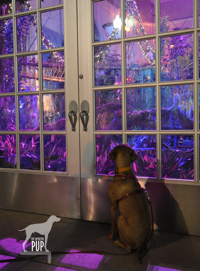 Tavish looking at the train display at the US Botanic Garden