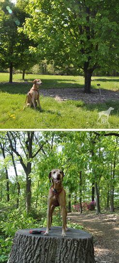 Tavish at the U.S. National Arboretum