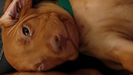 Puppy Yonder at 5 weeks. He is laying on his side and his right eye appears to be winking