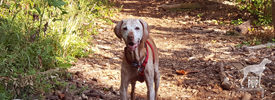 Vizsla dog on wooded trail