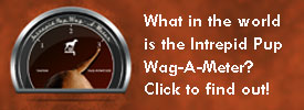  Wag-A-Meter teaser