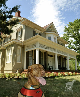 Intrepid Pup at Cedar Hill