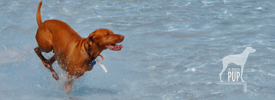 dog swim