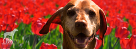 Tavish tiptoeing in the tulips